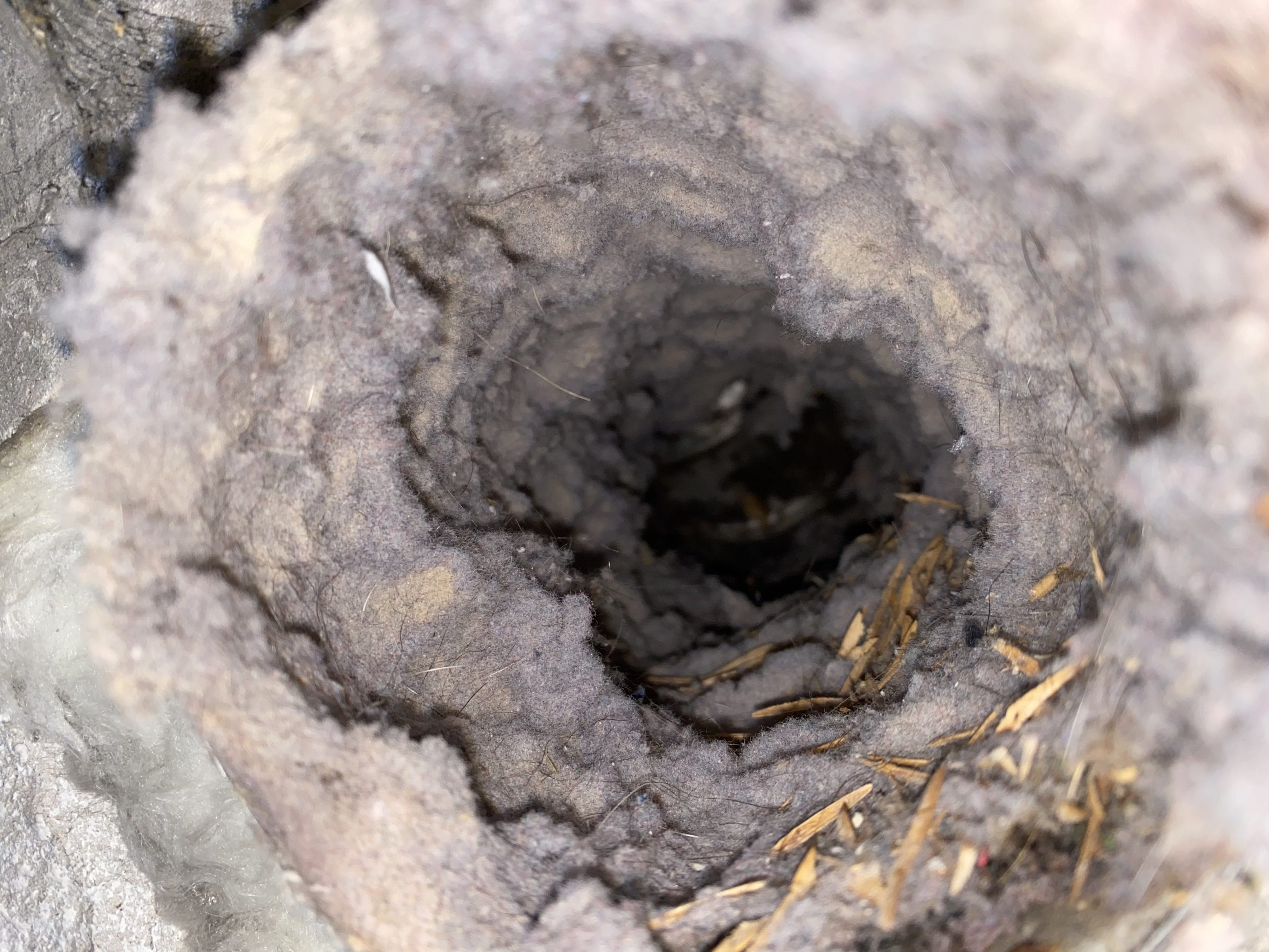 An original image of a lint-filled and clogged up dryer vent.